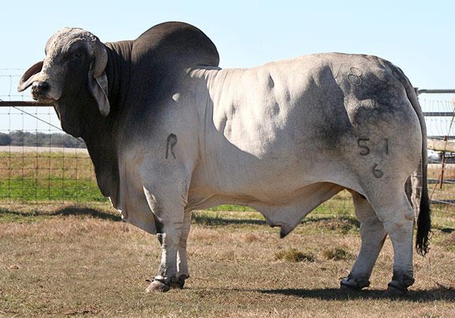 Beef Cattle Breeds Brahman Light gray to black or red From