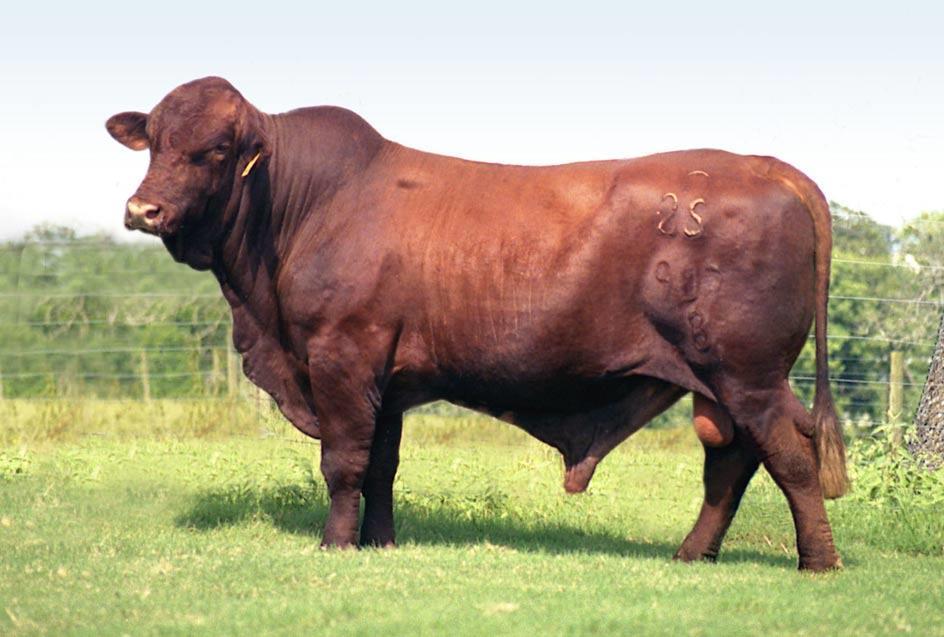 Beef Cattle Breeds Other