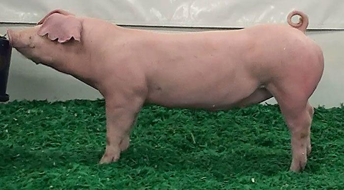 Swine Breeds American Landrace White Long body Big loped