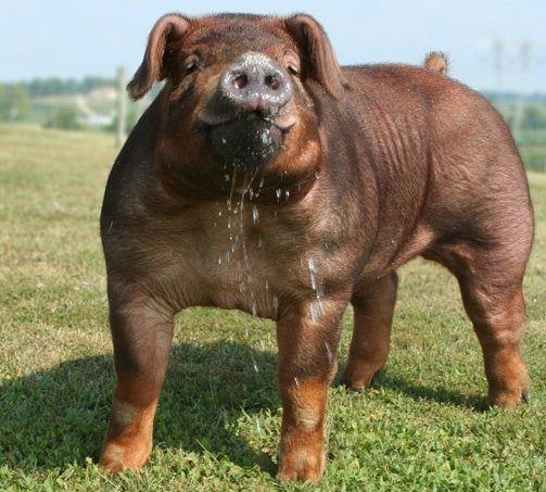 Swine Breeds Duroc Red Drooped ears