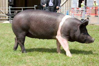 Swine Breeds Hampshire Black with white