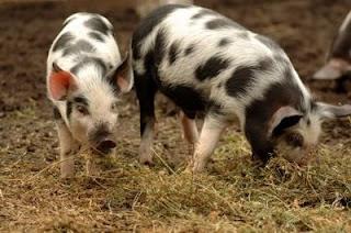 Swine Breeds Other Breeds Poland China