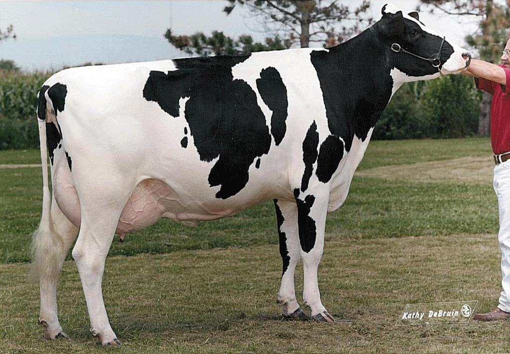 Dairy Cattle Breeds Holstein Black and white color