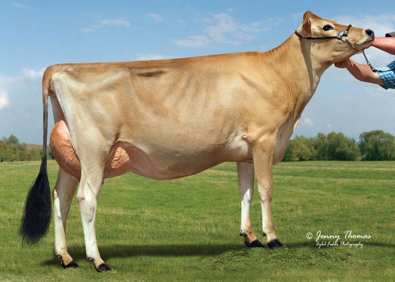 Dairy Cattle Breeds Jersey Cream to light fawn color