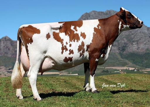 Dairy Cattle Breeds Other