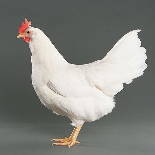 Egg Laying Chickens White Leghorn