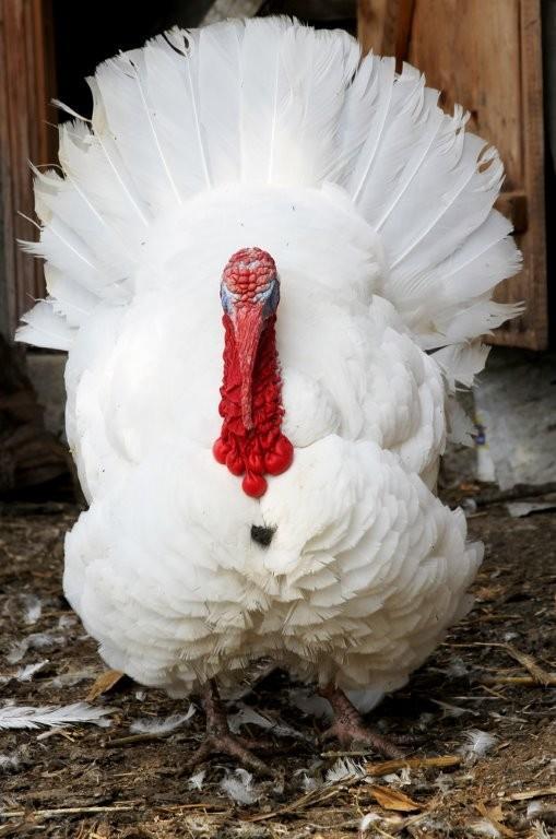 Turkey Meat Breeds Broadbreasted White Large turkeys White