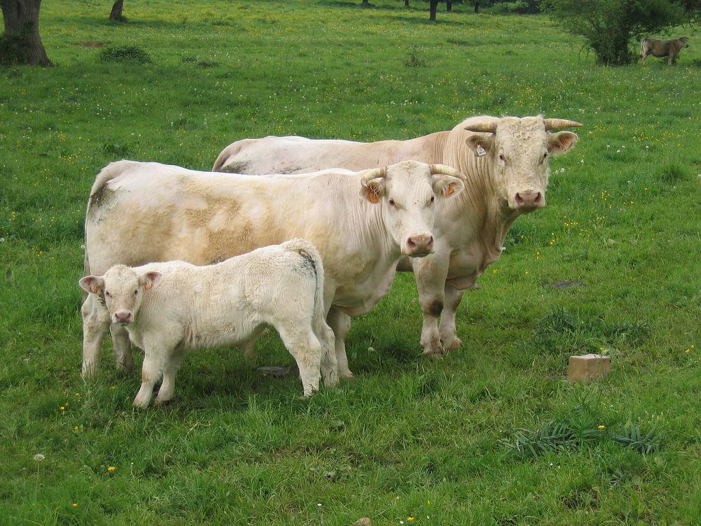 Cattle Terminology Uncastrated Male Bull Immature Castrated