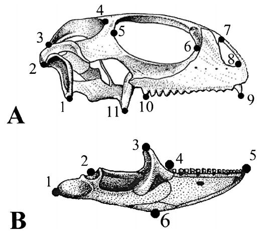 Galapagos, Aldabra Herbivory in lizards Comparison of skull shape Comparing to