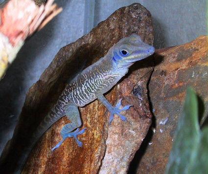 Austin and Arnold 2001 Stayton 2006 Unrelated rock-dwelling lizards have a flat body and