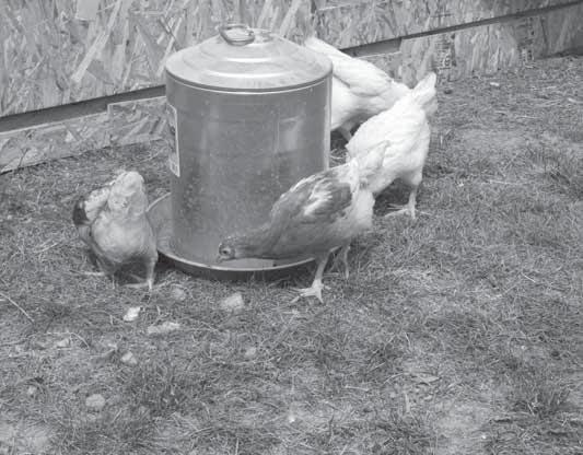 The shallow containers can be removed once the birds are eating and drinking from the permanent feeder and waterer. As the birds grow, gradually raise the waterer and the feeder.
