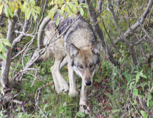 Wolves are carnivores (meat eaters). They are predators at the top of the food chain.