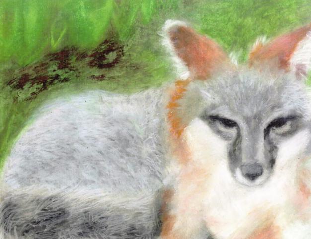In the mid-1700s, wealthy landowners wanted to continue the popular English tradition of foxhunting. The problem? The gray fox climbs trees - effectively ending any real chase.