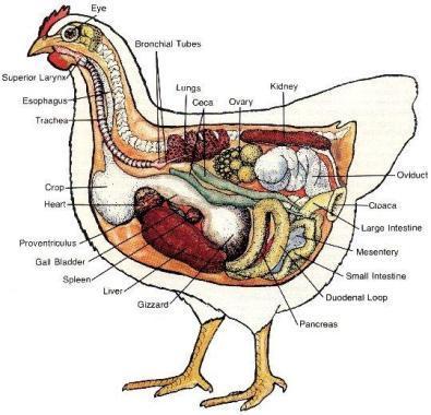 Location of the reproductive tract in a female chicken.