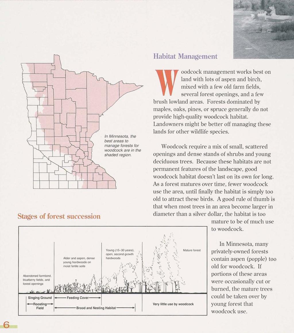 Stages of forest succession In Minnesota, the best areas to manage forests for woodcock are in the Habitat Management W oodcock management works best on land with lots of aspen and birch, mixed with