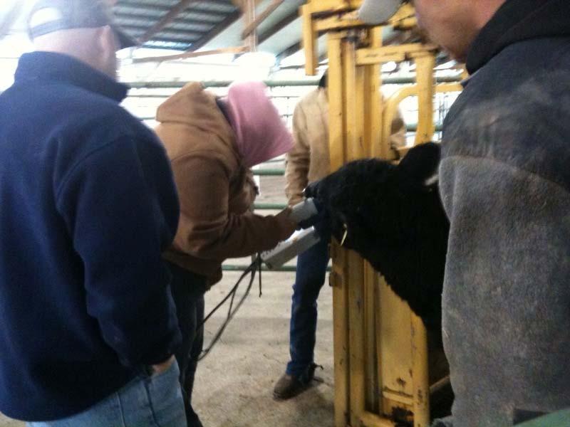 Market Beef & Commercial Heifer Requirements Retinal Scan or RFID tag Five