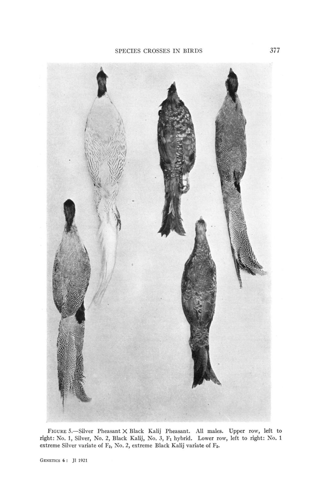 SPECIES CROSSES IN BIRDS 377 FIGURE 5.-Silver Pheasant X Black Kalij Pheasant. All males. Upper row, left to right: No. 1, Silver, No.
