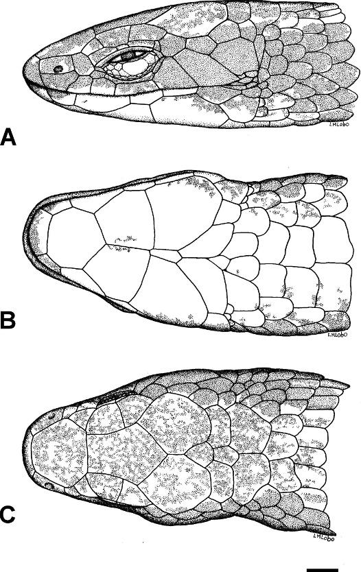 606 M. T. RODRIGUES ET AL. whereas in all other specimens, this contact was broad. Based on this apparent lack of significant morphological differences, we identified the specimen from Bahia as H.