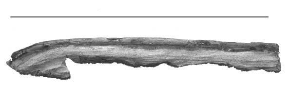 I: anterior (scale bar = 10 mm); J: cross-section of the mandible in anterior