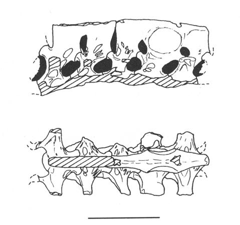 Figure 2.12. Co. spielbergi sp. nov. (RGM 401880), the notarium in various aspects. E: dorsal; F: ventral. (Note that only one transverse process is indicated). Scale bar = 50 mm.