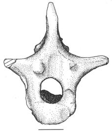 top to bottom) dorsal vertebrae in anterior aspect; D: