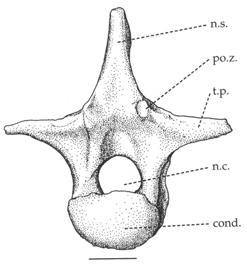 right, top to bottom) dorsal vertebrae in posterior