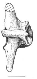 bottom) dorsal