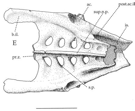 Figure 2.16. Co. spielbergi sp. nov. (RGM 401880), the pelvis in various aspects.