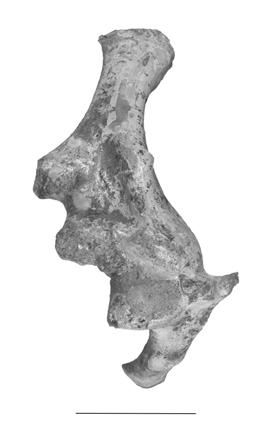 nov. (RGM 401 880), the scapulocoracoids in A:
