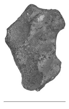 pricei (AMNH 22552); C: An.