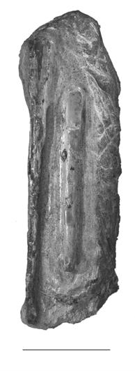 C(i) C(ii) Figure 2.33. Co. spielbergi sp. nov. (RGM 401 880),?