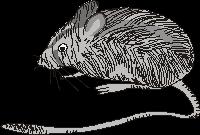 Q4. The drawing shows a kangaroo rat. This rat lives in hot, dry deserts. (a) Explain how each of the following features helps the kangaroo rat to survive in a hot, dry desert.