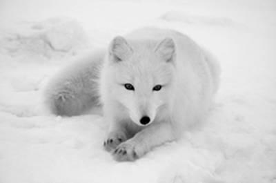 Q5. Organisms have adaptations that enable them to survive in extreme conditions. (a) The photograph shows an arctic fox. This fox lives in the arctic, where it is very cold.