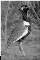 Q. The photograph shows a bird called the korhaan. Korhaans live in South Africa. Thinkstock.