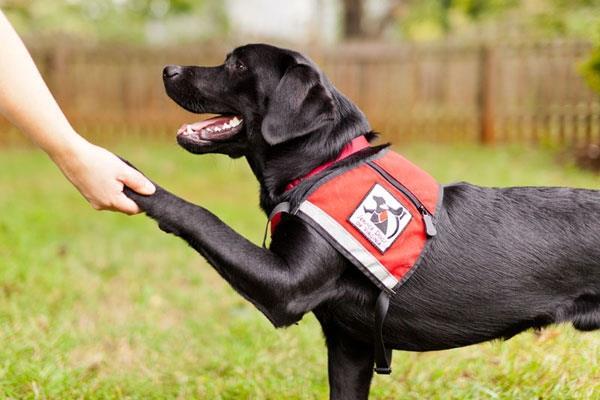 Navigating the Differences Americans with Disabilities Act (ADA), Service Dogs Any dog that is individually trained to do work or perform tasks for the benefit of an individual with a disability,