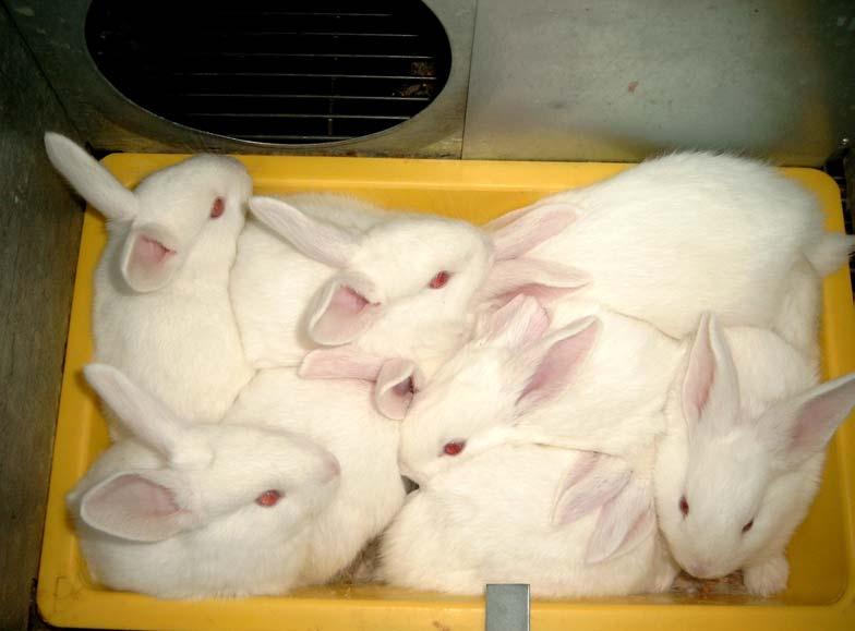 systems on the health and welfare of farmed domestic rabbits.