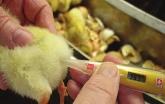1.33. What to measure? - Cloaca temperatures Chick internal temperature should be maintained at 40.0-40.6 C (104-105.08 F).
