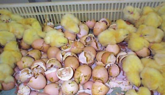 on egg shells is a good indication that chicks have