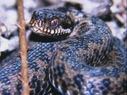 Adder John Archer The gardeners employed at villas close to the metropolis occasionally raise an alarm, and profess to have seen a viper in the shrubberies... (Jefferies, 18