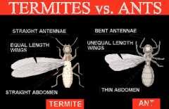 Slide 105 Ants vs. termites.