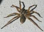 Wolf spiders are hairy and often large, up to 1-3/8 inches long, sometimes confused with tarantulas.