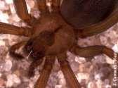 Slide 123 Brown Recluse The mature brown recluse spider has a body about 3/8 inch long and 3/16 inch wide.