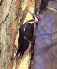 It lives in a variety of habitats from wilderness forests to urban backyards, and comes readily to bird feeders. Description: Small woodpecker. Black and white plumage.