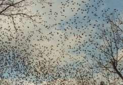 Slide 24 Starlings Starling swarm: Can