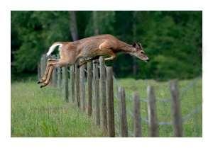 Slide 55 Deer Control Deer control: standard fencing is worthless; a deer can hop a 10 foot