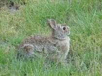 Slide 60 Rabbit Rabbits: small game animal, specific