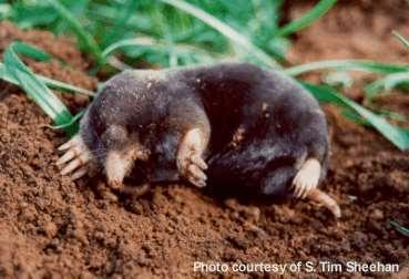 Slide 74 Mole Mole: not protected. Insect eater. Lives underground.