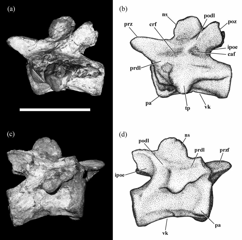 FIGURE 5. Photographs and drawings of the fourth cervical vertebra in left (a b) and right (c d) lateral views.