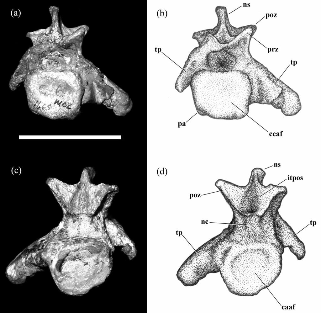FIGURE 7. Photographs and drawings of the presumed fourth cervical vertebra in cranial (a b) and caudal (c d) views.