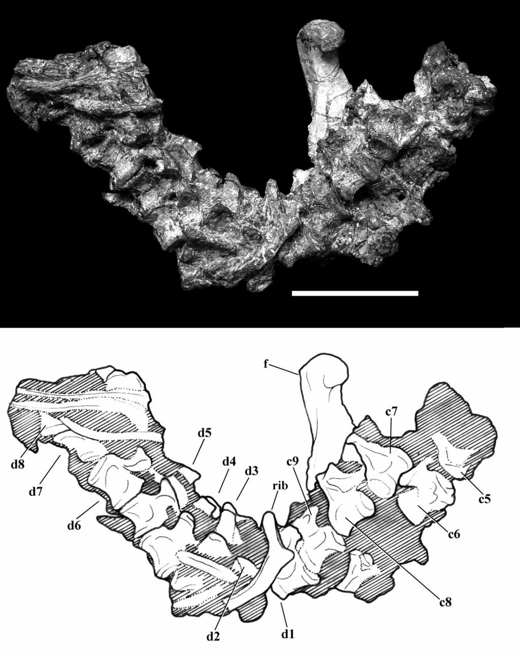FIGURE 8. Photograph and drawing of cervical and dorsal vertebrae embedded within sediment along with the left femur, in right lateral view.